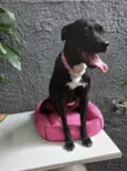 Cachorro raça Srd idade 7 a 11 meses nome Alina bb10meses