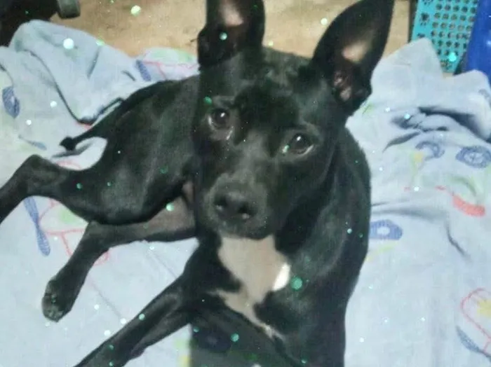 Cachorro raça Srd idade 7 a 11 meses nome Alina bb10meses