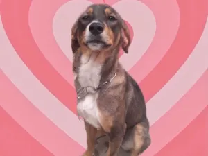 Cachorro raça Srd idade 7 a 11 meses nome Carly porteP