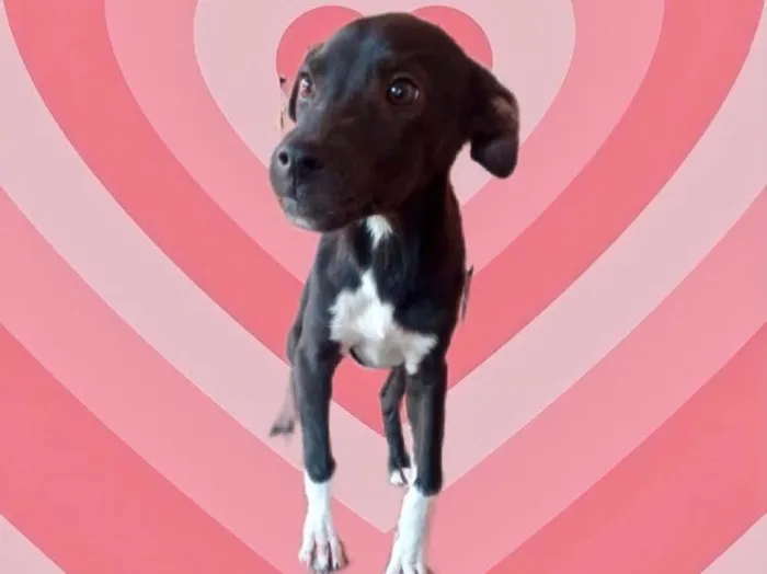 Cachorro raça Srd idade 2 a 6 meses nome Léo bb5meses