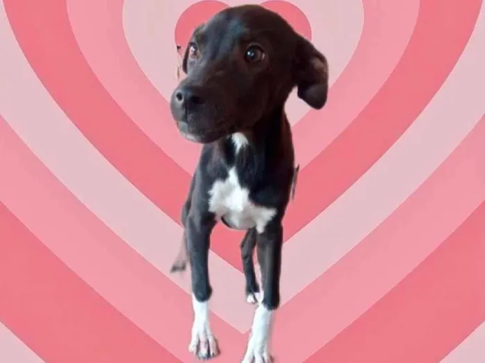 Cachorro raça Srd idade 2 a 6 meses nome Léo bb5meses