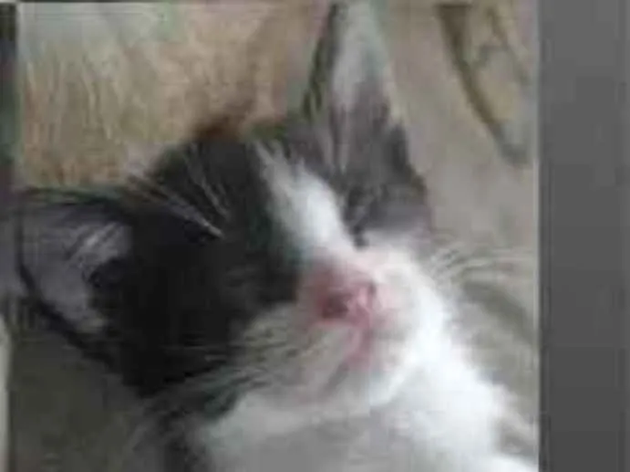 Gato ra a Vira lata idade 2 a 6 meses nome Filhotes
