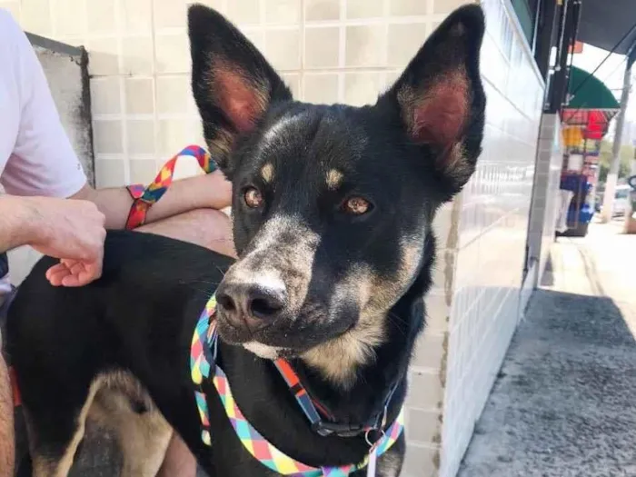 Cachorro ra a Sem raça definida  idade 2 anos nome Chocolate 