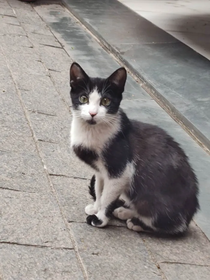 Gato raça Srd idade 2 a 6 meses nome Frajolita