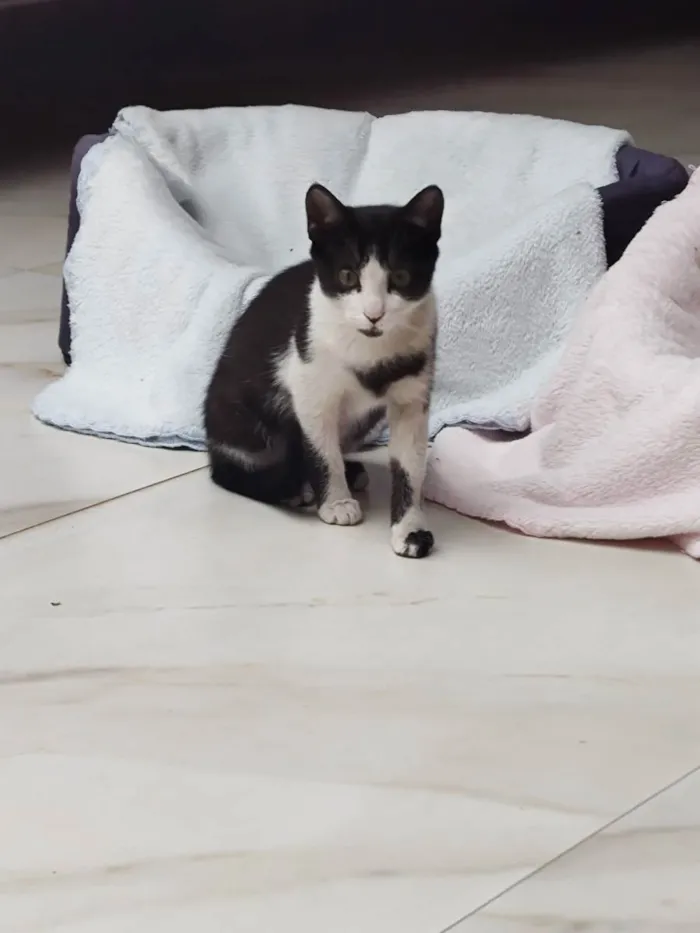 Gato raça Srd idade 2 a 6 meses nome Frajolita