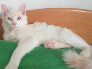 Gato raça Persa idade 7 a 11 meses nome Floquinho