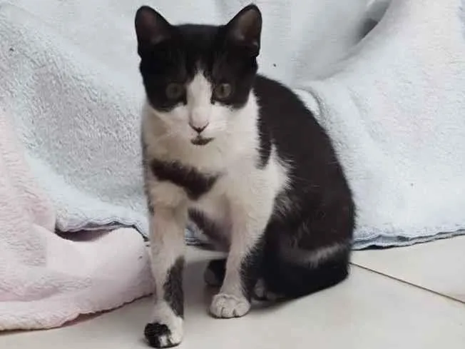 Gato raça Srd idade 2 a 6 meses nome Frajolita