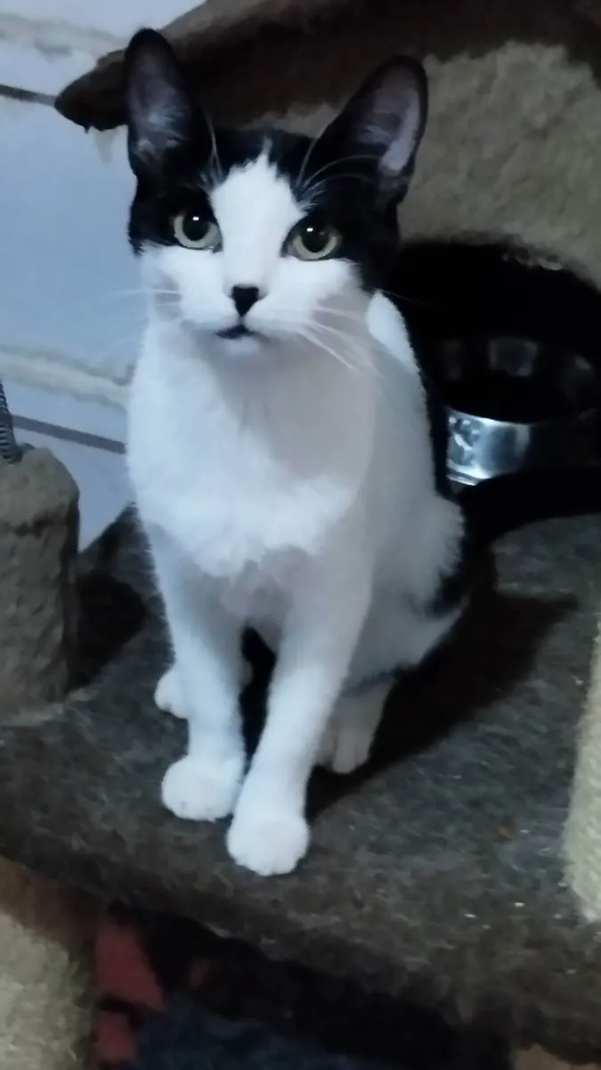 Gato ra a SRD idade 2 a 6 meses nome Lara