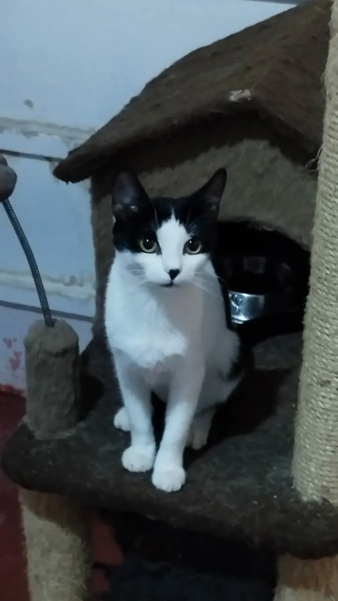 Gato ra a SRD idade 2 a 6 meses nome Lara