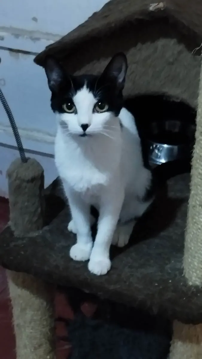 Gato ra a SRD idade 2 a 6 meses nome Lara