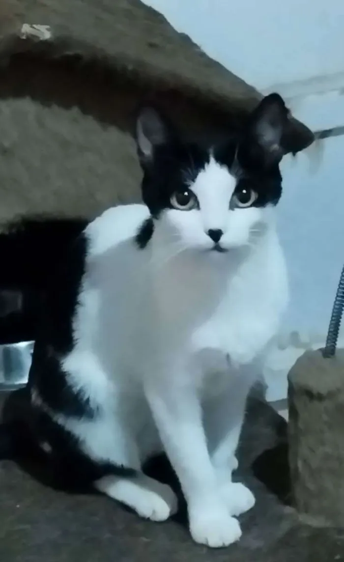 Gato ra a SRD idade 2 a 6 meses nome Lara
