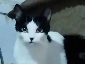 Gato raça SRD idade 2 a 6 meses nome Lara