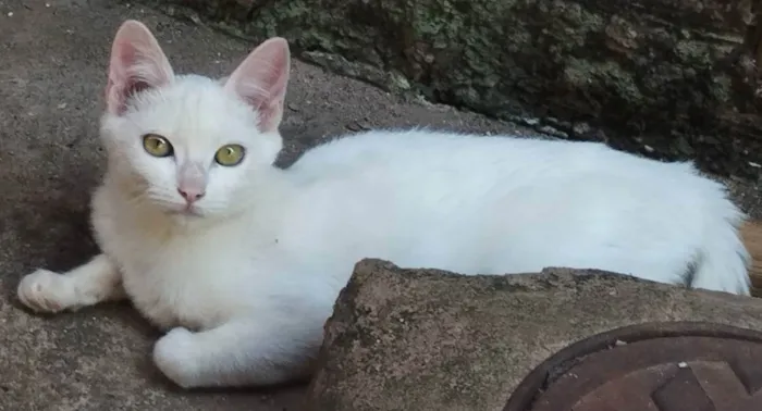 Gato ra a SRD idade 2 a 6 meses nome Mel
