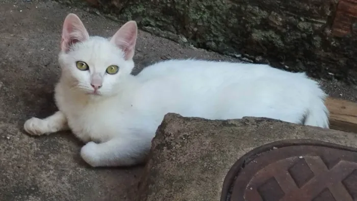 Gato ra a SRD idade 2 a 6 meses nome Mel