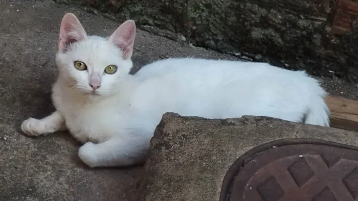 Gato ra a SRD idade 2 a 6 meses nome Mel