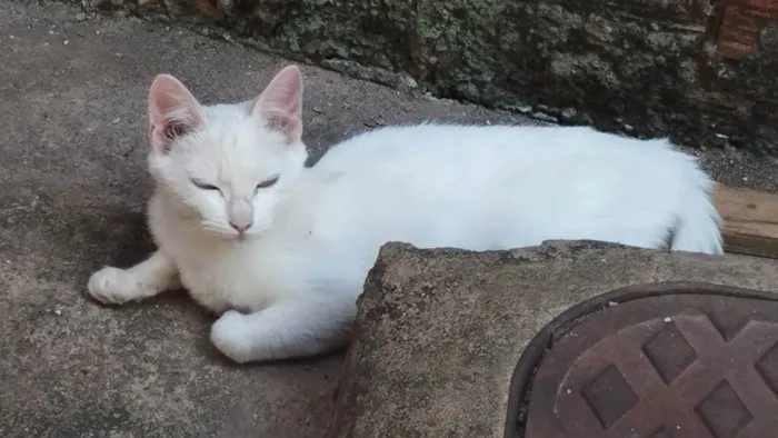 Gato ra a SRD idade 2 a 6 meses nome Mel