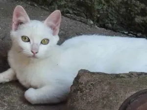 Gato raça SRD idade 2 a 6 meses nome Mel