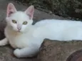 Mel