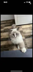Gato raça Ragdoll idade 2 a 6 meses nome Artemis