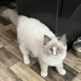 Gato raça Ragdoll idade 2 a 6 meses nome Artemis
