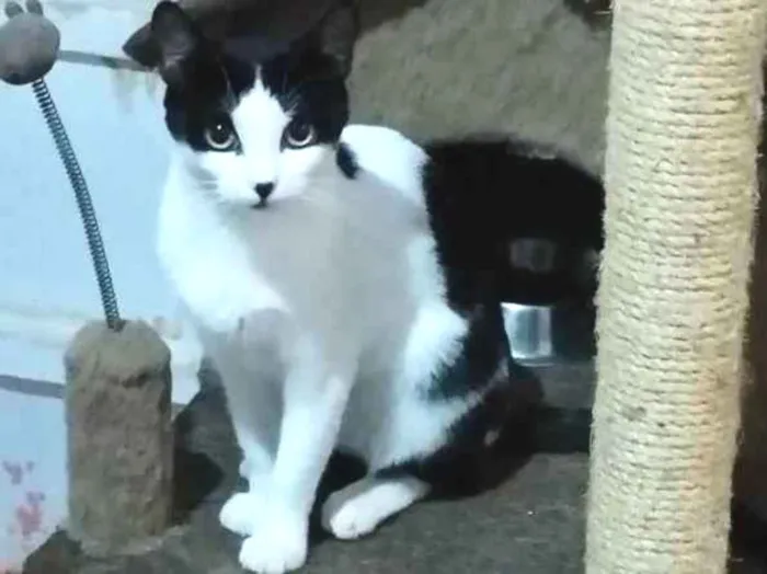 Gato ra a SRD idade 2 a 6 meses nome Lara