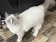 Gato raça Ragdoll idade 2 a 6 meses nome Artemis