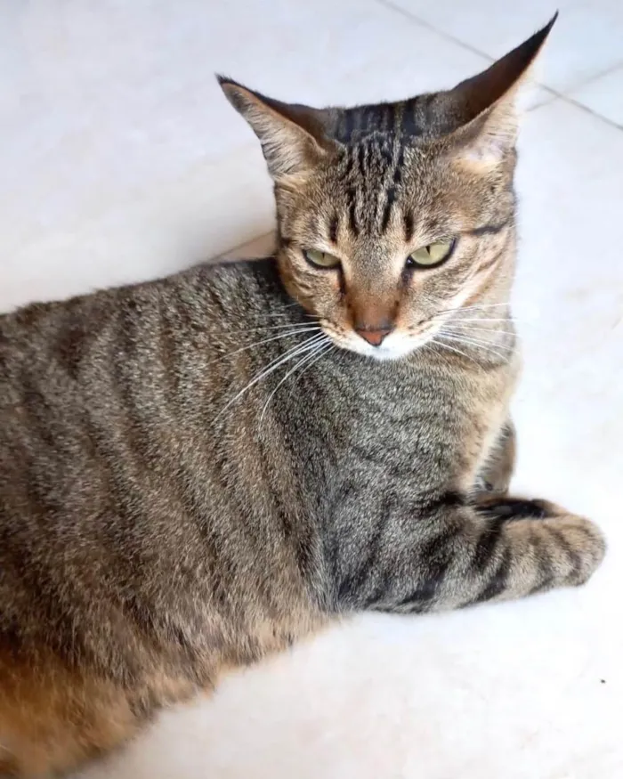 Stella linda tigrada