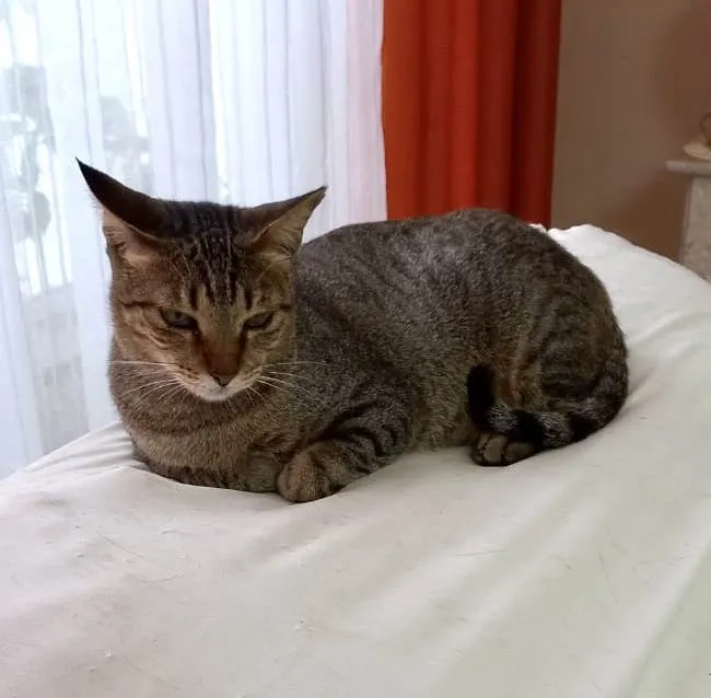 Cachorro raça Srd idade 1 ano nome Stella linda tigrada