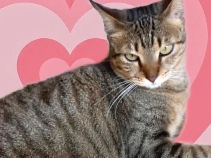 Cachorro raça Srd idade 1 ano nome Stella linda tigrada