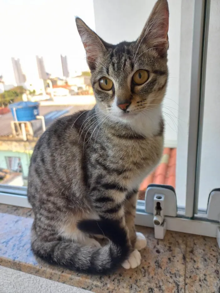 Gato raça Srd idade 2 anos nome Bonbon bb6meses 