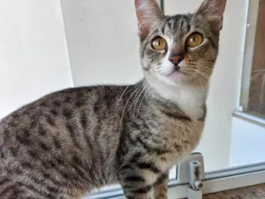 Gato raça Srd idade 2 anos nome Bonbon bb6meses 
