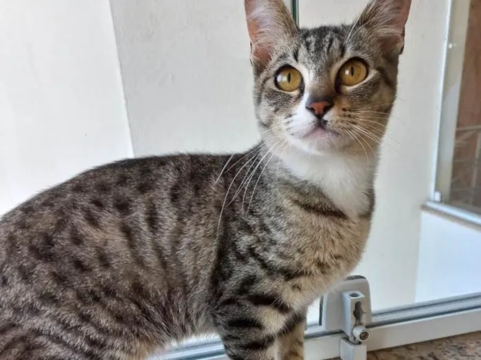 Gato raça Srd idade 2 anos nome Bonbon bb6meses 