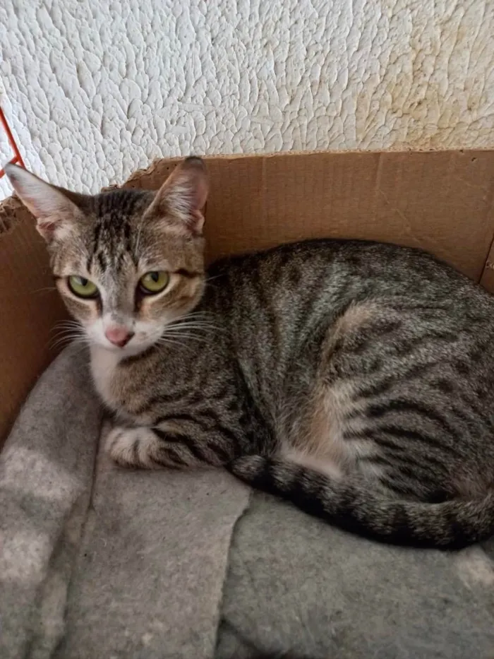 Gato raça Srd idade 1 ano nome Collete gatinha lind