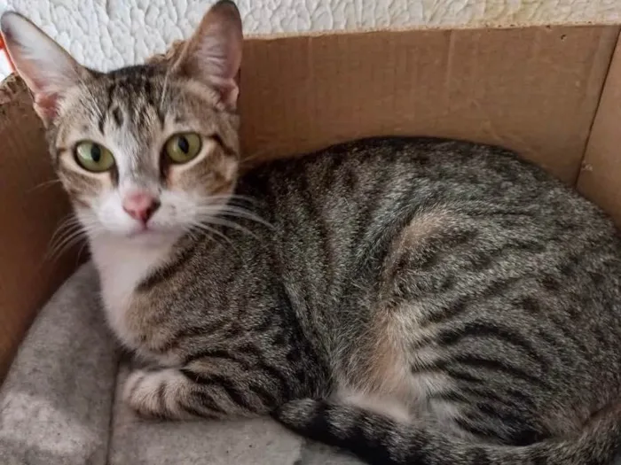 Gato raça Srd idade 1 ano nome Collete gatinha lind