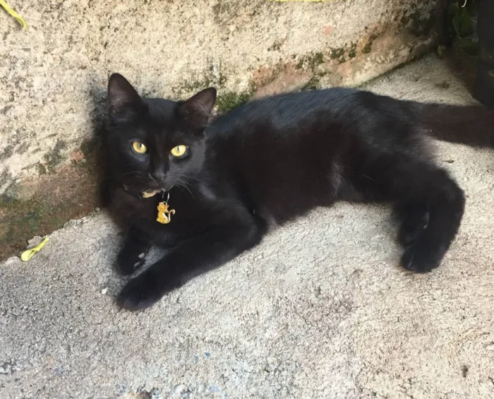 Gato ra a SRD idade 1 ano nome Zira