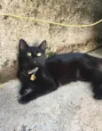 Zira