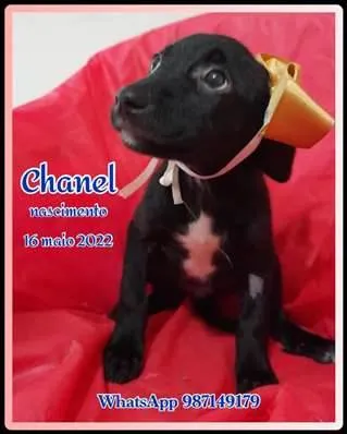 Cachorro ra a SRD idade 2 a 6 meses nome Chanel e Romeu