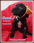Chanel e Romeu