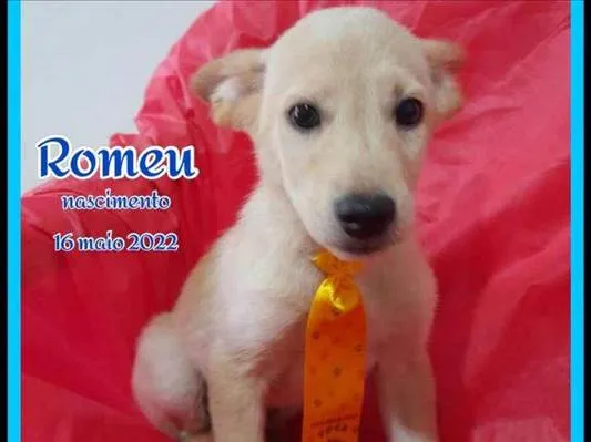 Cachorro ra a SRD idade 2 a 6 meses nome Chanel e Romeu