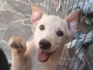 Cachorro raça SRD idade 2 a 6 meses nome Chanel e Romeu