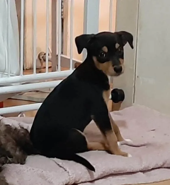 Cachorro ra a Srd idade 2 a 6 meses nome Filhote de 4 meses 