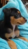 Filhote de 4 meses