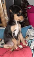 Filhote de 4 meses