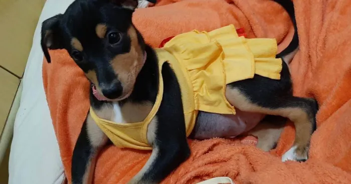 Cachorro ra a Srd idade 2 a 6 meses nome Filhote de 4 meses 