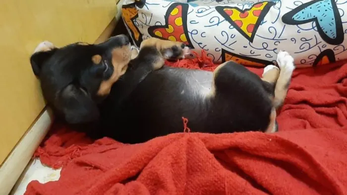 Cachorro ra a Srd idade 2 a 6 meses nome Filhote de 4 meses 