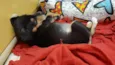 Filhote de 4 meses