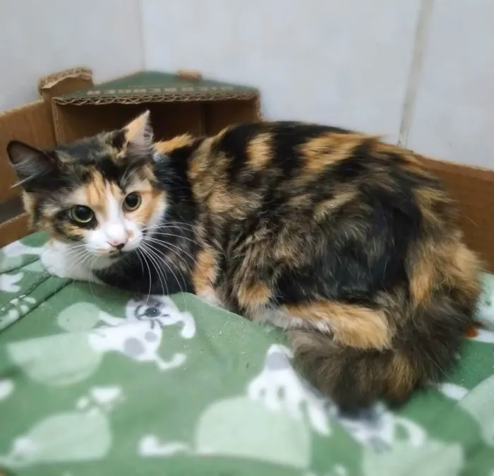 Gato ra a srd idade 1 ano nome Maria Rita e Lizzy
