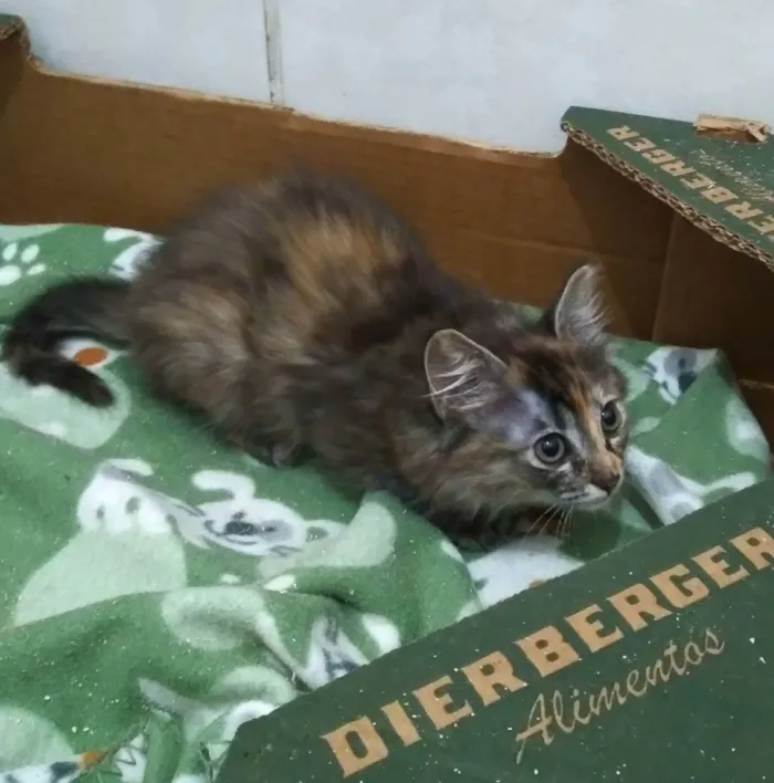 Gato ra a srd idade 1 ano nome Maria Rita e Lizzy