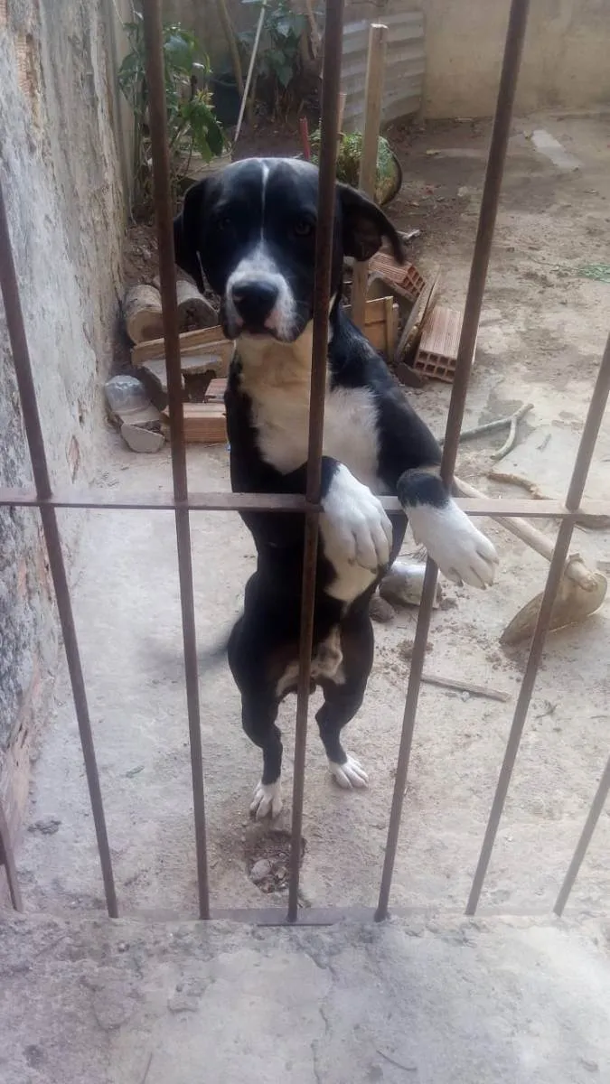 Cachorro ra a Pitbull  com viralata idade 1 ano nome Deik