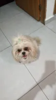 Cachorro raça Lhasa apso  idade 3 anos nome Zoe, mel